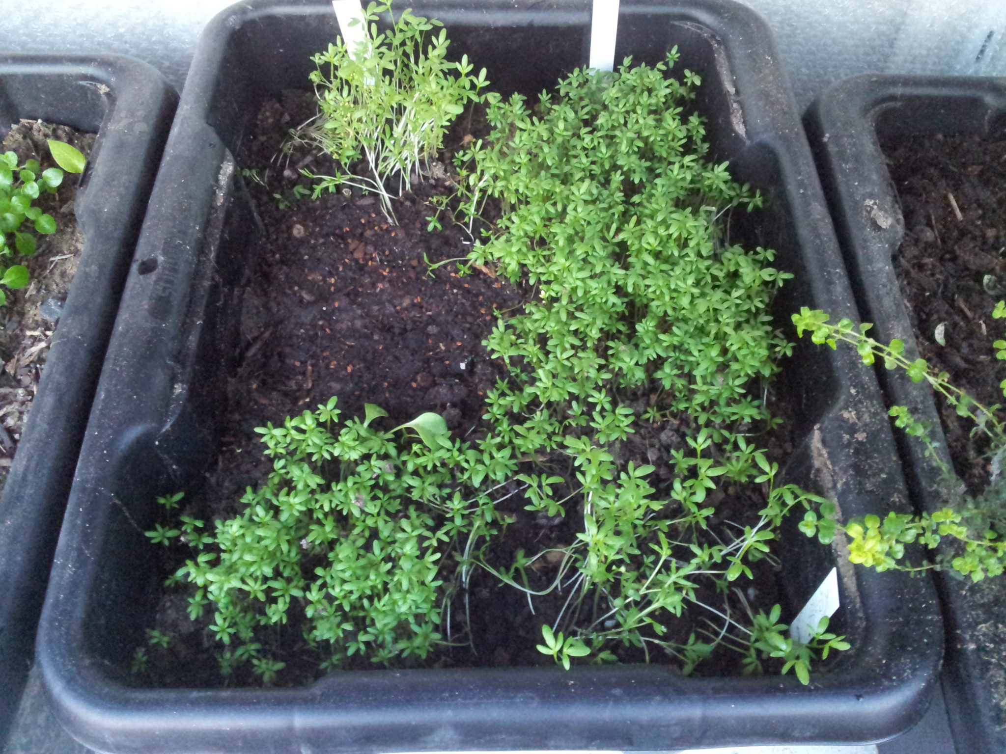 Wärmebox Und Anzuchtregal - GartennotizBlog